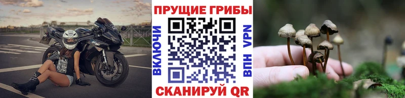 Псилоцибиновые грибы Cubensis  Верещагино 